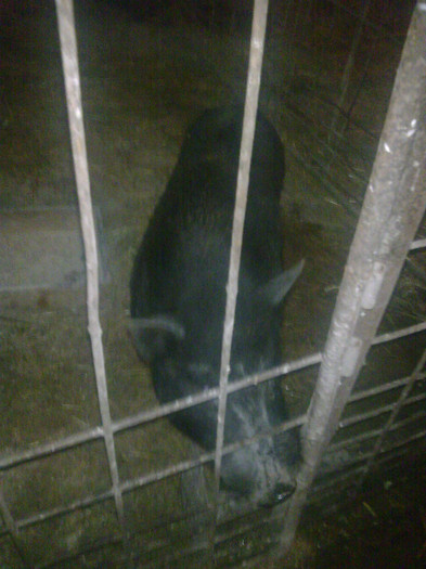 Image0906; vier de vinzare
