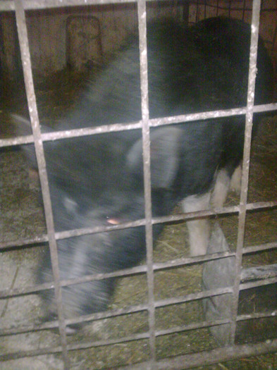Image0907 - vind porci vietnamezi ferma mea de      80 de porci