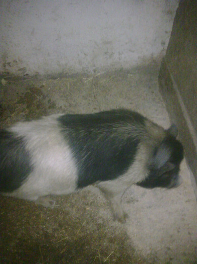 Image0908 - vind porci vietnamezi ferma mea de      80 de porci