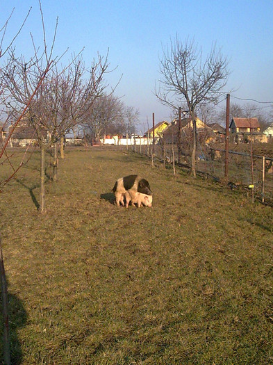 Image0903 - vind porci vietnamezi ferma mea de      80 de porci