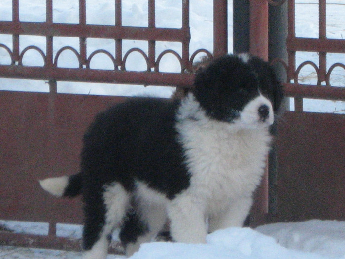 cazacu 2 luni