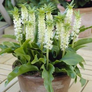 Eucomis autumnalis