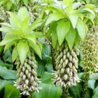 Eucomis bicolor - Eucomis - ananas bulbi