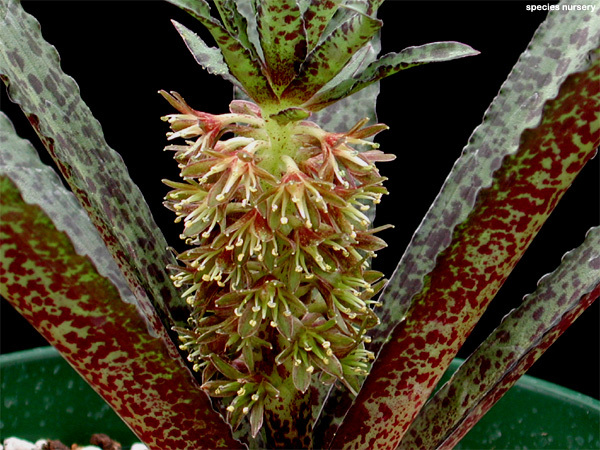 Eucomis vandermerwei - Eucomis - ananas bulbi