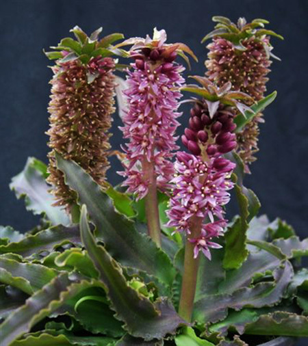 Eucomis Zambesiaca Baby Coral