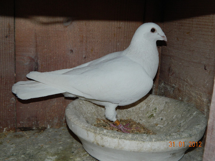  - 3--VOIAJORI ALBI