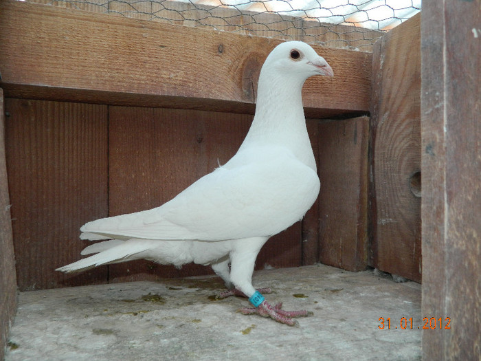  - 3--VOIAJORI ALBI