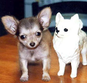 Chihuahua-este-un-caine-rezistent-si-sanatos-cu-putine-griji-de-ordin-medical; seamana?:)
