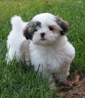 Imagine_vand-caini-de-rasa-pura-vaccinati-cu-garantie-la-2-in-bucuresti-shih-tzu - Catei