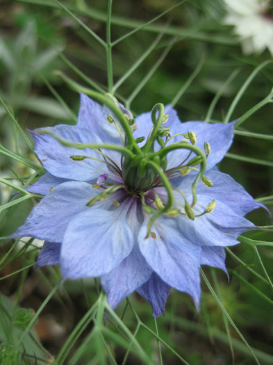 nigella damascena