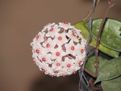 hoya_carnosa