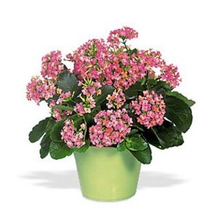 kalanchoe - Kalanchoe blossfeldiana