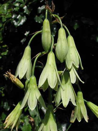 Galtonia viridiflora - Galtonia bulbi