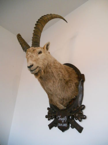 Trofeu de capra ibex naturalizat