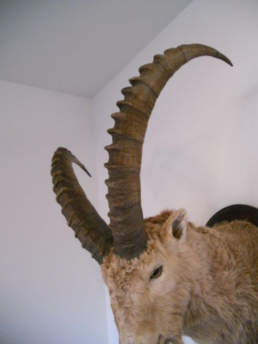 Trofeu de capra ibex naturalizat2 - Trofee naturalizate profesional