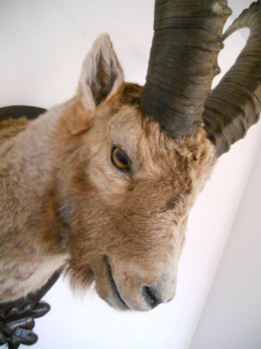 Detaliu_Trofeu de capra ibex naturalizat