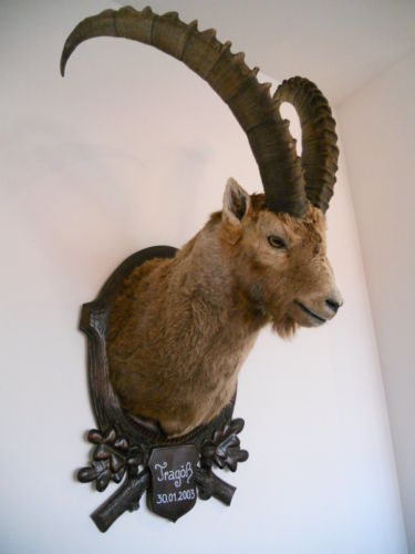 VAND Trofeu de capra ibex naturalizat_1250 de euro - Trofee naturalizate profesional