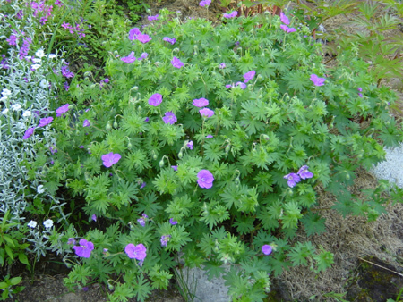 Geranium himalayense Plenum - Geranium bulbi