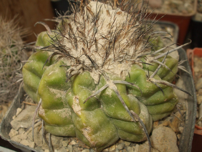 DSCF4970