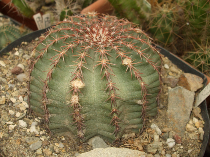 DSCF4978