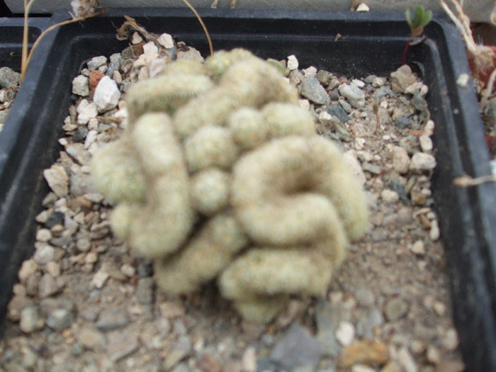 DSCF4979