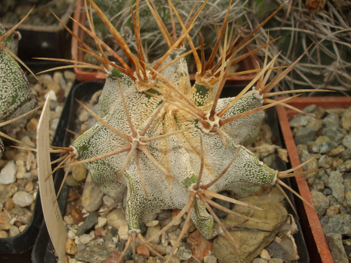 DSCF4985