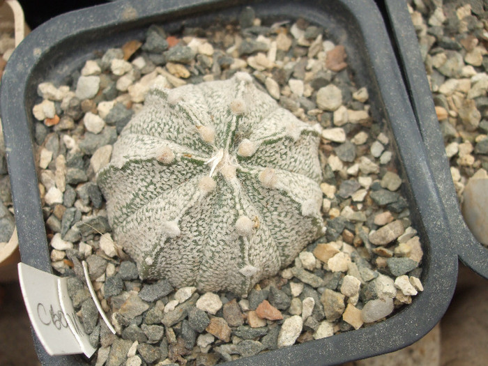 DSCF4992