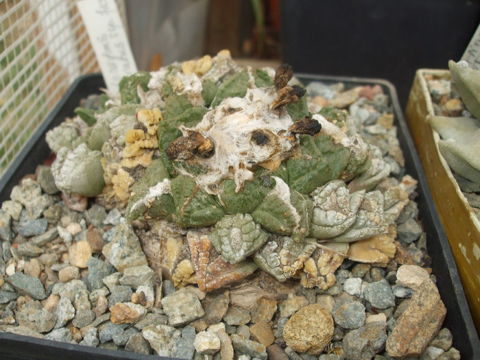 DSCF5030