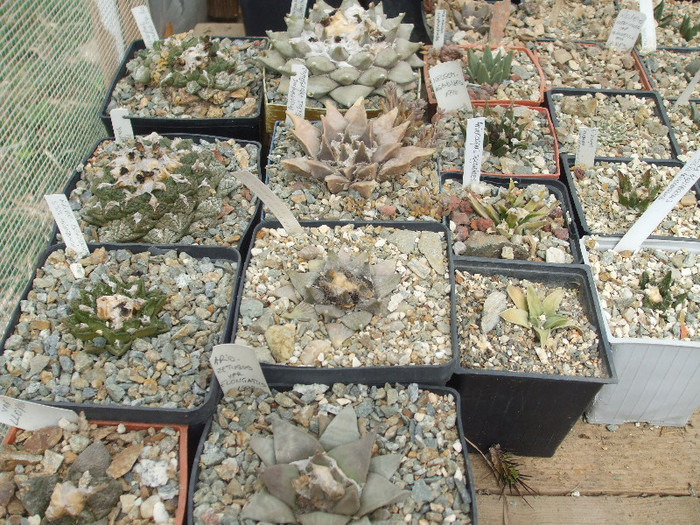 DSCF5031