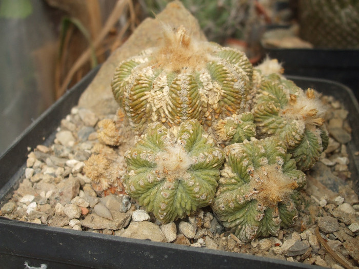 DSCF5032