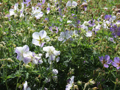 Geranium Splish Splash - Geranium bulbi