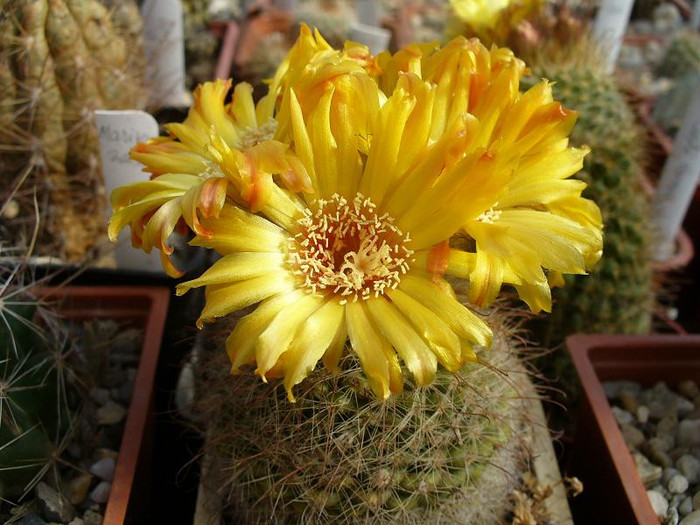 parodia_rubellihamata