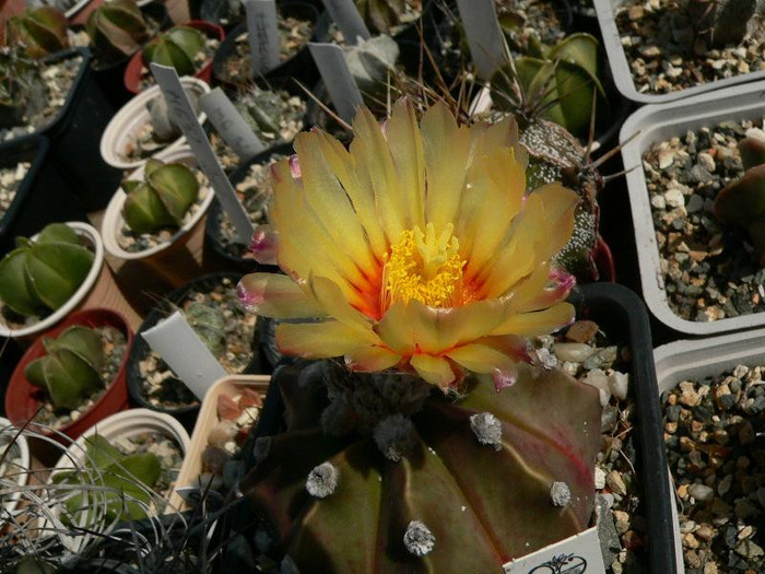 astrophytum_asterias_hb.