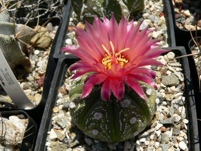 astrophytum_asterias_hb.fl.rosie