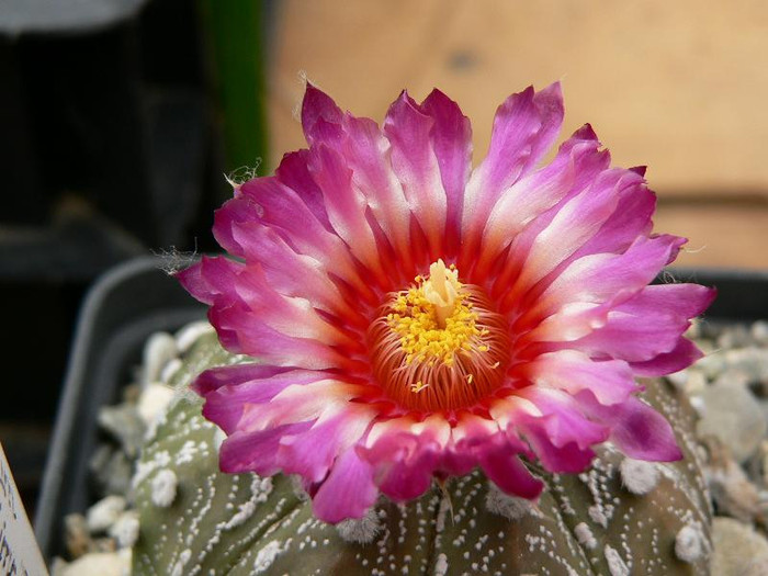 astrophytum_asterias_hb.Japan (1)