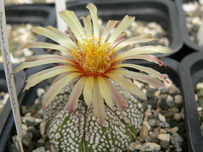 astrophytum_hb.Snowhite Jassena