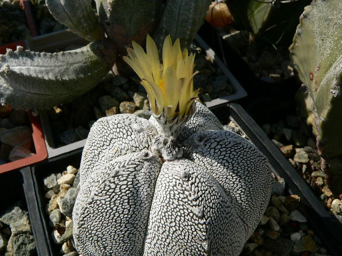 astrophytum_myriostigma_cv.Onzuka