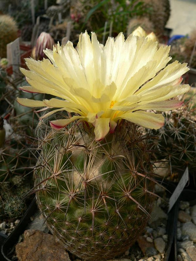 coryphantha_werdermanni