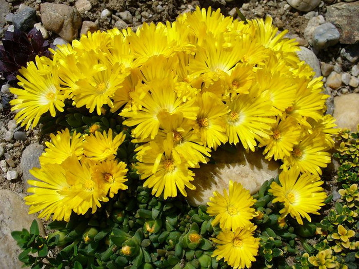 delosperma_nubigenum