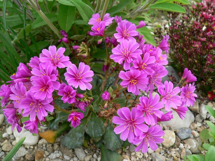 lewisia_cotyledon
