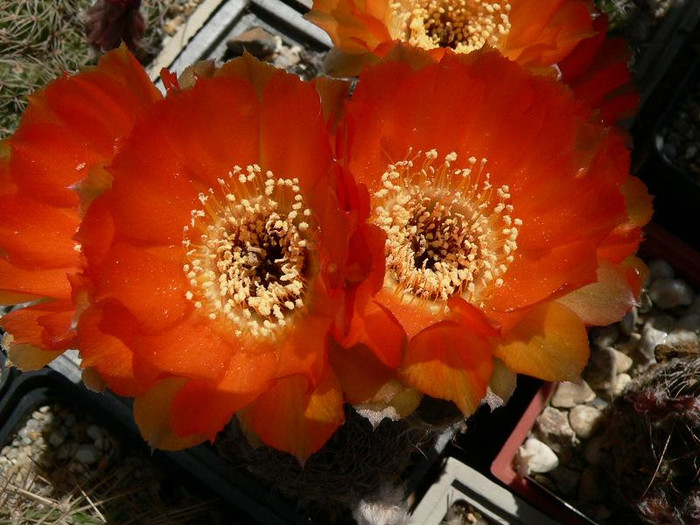 lobivia_haematantha_v.amblayensis (3) - Monica Calugarul