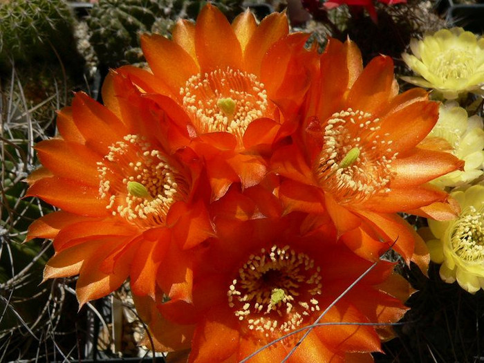 lobivia_haematantha_v.hualfinensis - Monica Calugarul
