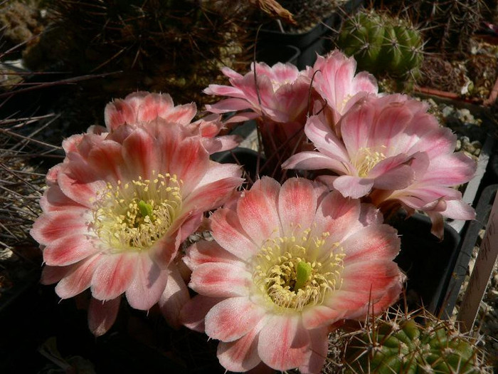 lobivia_lateritia_v.citriflora_WR 748 - Monica Calugarul