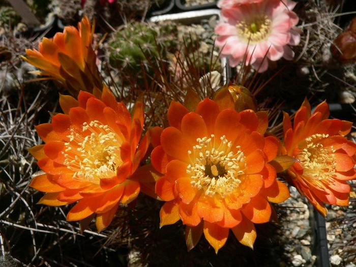 lobivia_maximiliana_ssp.leptacantha_f.plurispina_KK650 - Monica Calugarul