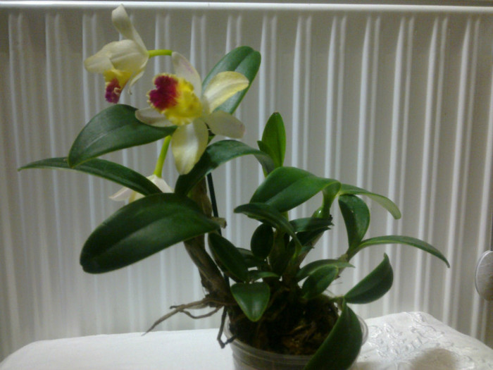 3-2 = - PENTRU GEORGIANA - trimis