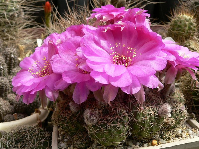 lobivia_sp.L 07 - Monica Calugarul