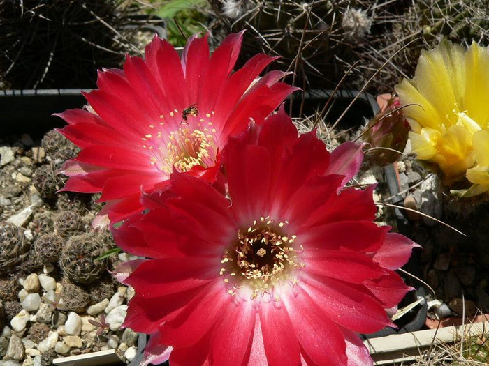 lobivia_wrightiana_ssp.winteriana - Monica Calugarul