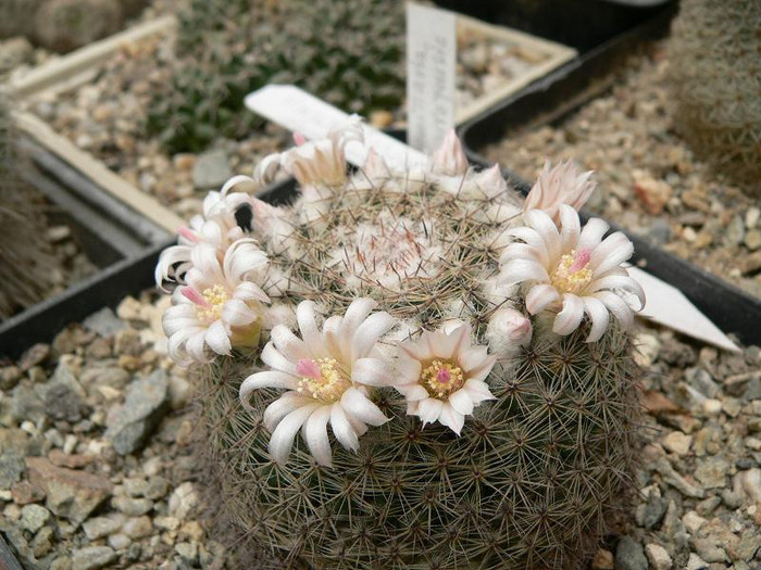mammillaria_arroyensis - Monica Calugarul