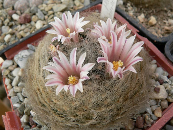 mammillaria_aureilanata_2 - Monica Calugarul