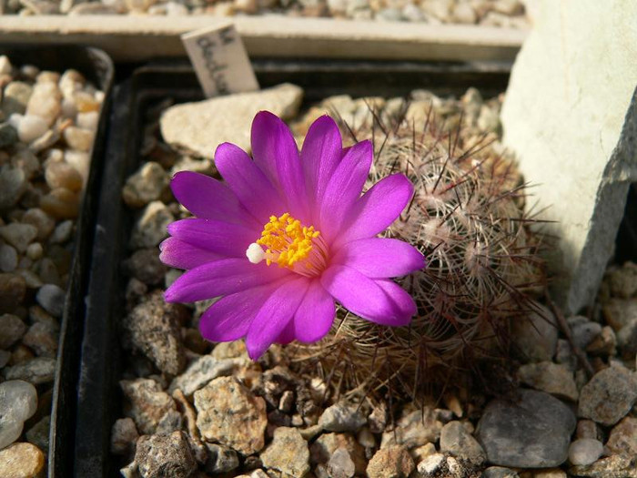 mammillaria_dodsonii - Monica Calugarul